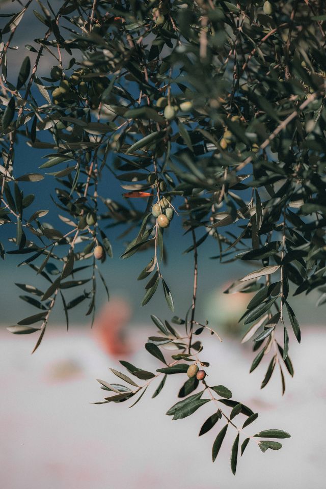 Les olives noires de Nice font partie de la recette traditionnelle de la pissaladière niçoise